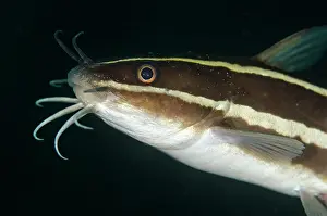 Barbel: Striped Catfish