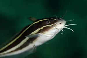 Barbel: Striped Catfish