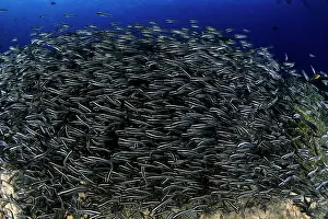 Catfishes: Striped catfish, Plotosus lineatus, schooling, Walindi, West