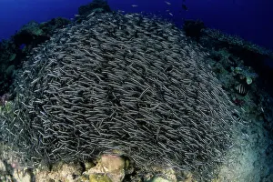 Catfishes: Striped catfish, Plotosus lineatus, schooling, Walindi, West