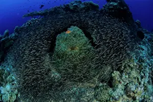 Catfish: Striped catfish, Plotosus lineatus, circling around a sea an