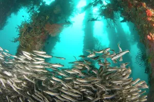 Catfish: Striped Catfish (Plotosus lineatus) schooling
