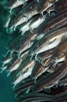 Catfish: Striped Catfish - school