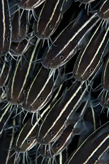 Barbel: Striped Catfish - School