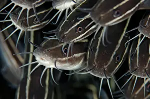 Barbel: Striped Catfish - School