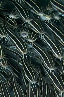Catfish: Striped Catfish - school feeding