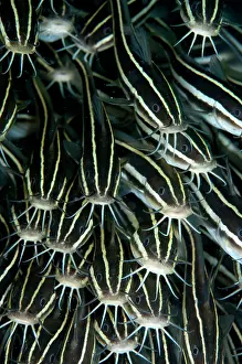 Catfish: Striped Catfish - school feeding