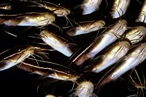 Catfishes: Striped Catfish - ventral view