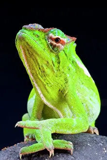Cameroon: Striped chameleon (Trioceros petteri)