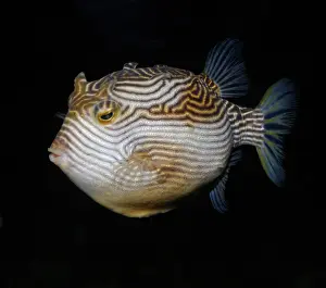 Cowfish: Striped Cowfish, Australian and northern New Zealand