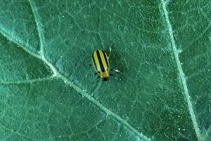 Chrysomelid: Striped Cucumber Beetle (Acalymma vittata)