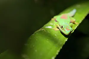 Geckos: Striped Day Gecko