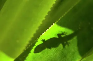 Geckos: Striped Day Gecko