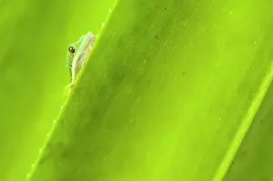 Geckos: Striped Day Gecko
