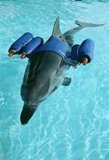 Rehabilitation: Striped DOLPHIN - with buoyancy aids