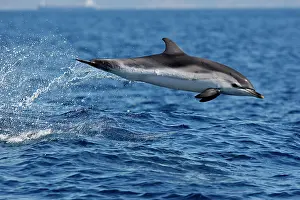 Gibraltar: Striped Dolphin - leaping out of water in the strait