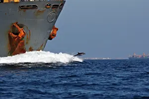Encroachment: Striped Dolphin - playing / bow riding in front