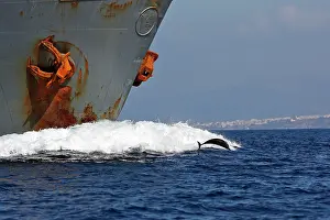 Encroachment: Striped Dolphin - playing / bow riding in front