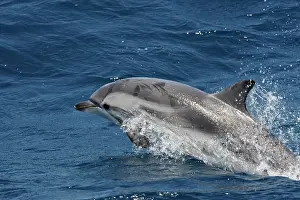 Coeruleoalba: Striped Dolphin - in the straits of Gibraltar