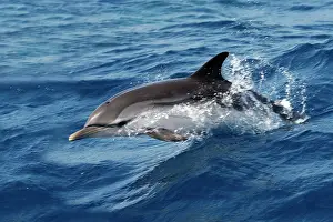 Gilbraltar: Striped Dolphin - swimming in the Strait of Gibraltar
