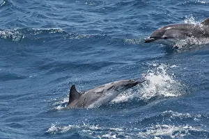 Gilbraltar: Striped Dolphins - swimming in the straits of Gibraltar