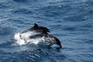 Gilbraltar: Striped Dolphins - swimming in the straits of Gibraltar
