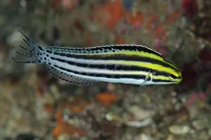 Blenny: Striped Fangblenny