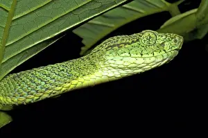 Dios: Two Striped Forest Pit Viper