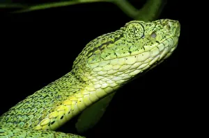 Dios: Two Striped Forest Pit Viper