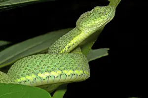 Dios: Two Striped Forest Pit Viper