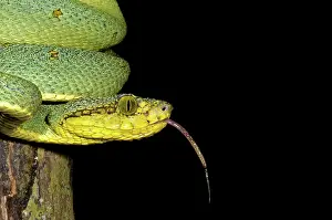 Dios: Two Striped Forest Pit Viper