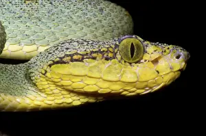 Dios: Two Striped Forest Pit Viper