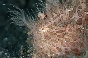 Appendage: Striped Frogfish