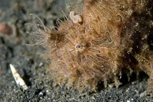 Appendage: Striped Frogfish