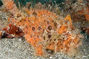 Pantai: Striped Frogfish