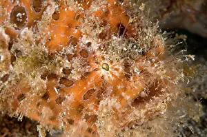 Pantai: Striped Frogfish