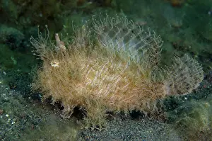Striatus: Striped Frogfish