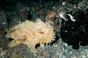 Striatus: Striped Frogfish black and white versions with small fish