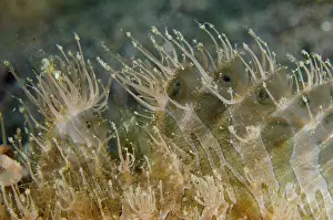 Striatus: Striped Frogfish fin