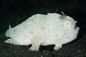 Lure: Striped Frogfish with lure walking on sand