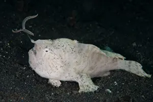 Lure: Striped Frogfish luring