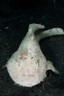 Lure: Striped Frogfish luring