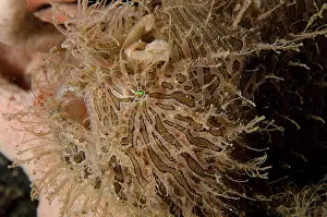 Lure: Striped Frogfish TK3 dive site, Lembeh Straits
