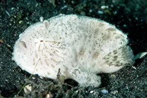 Striatus: Striped Frogfish with worm-like lure