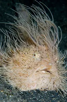 Weird: Striped Frogfish with worm-like lure