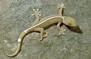 Sticking: Striped Gecko