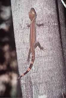 Eric Lindgren: STRIPED GECKO - GOING UP TREE
