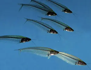 Catfishes: Striped Glass Catfish - shady running waters in