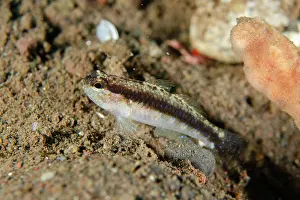 Stripe: Striped Goby