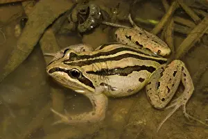 Myobatrachidae: Striped Grass Frog